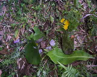 �����߂̕�